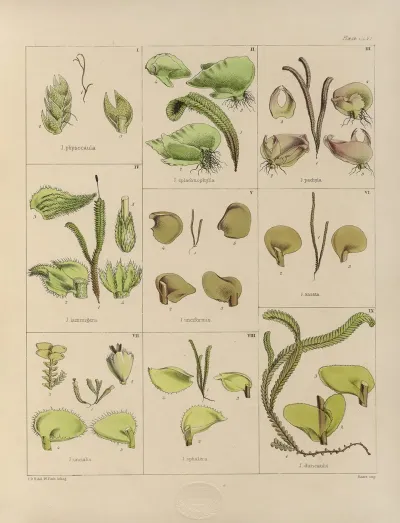 Cryptogamic Botany Of The Antarctic Voyage Of H M Discovery Ships Erebus And Terror In The Years 1839 Pl 30