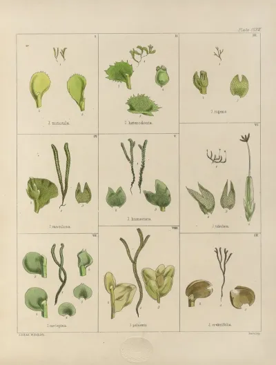 Cryptogamic Botany Of The Antarctic Voyage Of H M Discovery Ships Erebus And Terror In The Years 1839 Pl 31