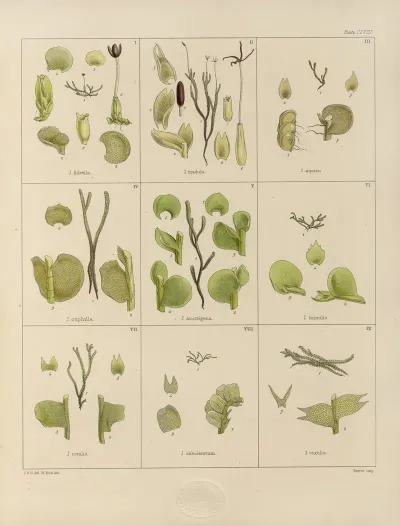 Cryptogamic Botany Of The Antarctic Voyage Of H M Discovery Ships Erebus And Terror In The Years 1839 Pl 32