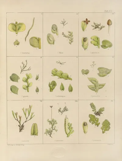 Cryptogamic Botany Of The Antarctic Voyage Of H M Discovery Ships Erebus And Terror In The Years 1839 Pl 34