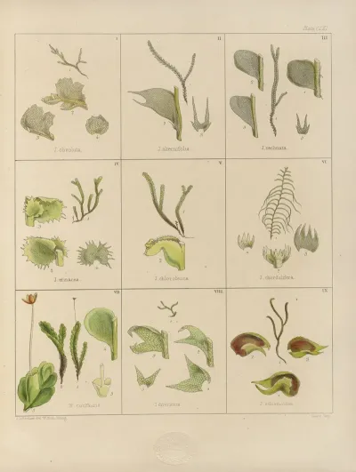Cryptogamic Botany Of The Antarctic Voyage Of H M Discovery Ships Erebus And Terror In The Years 1839 Pl 35