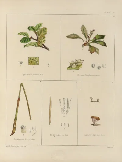 Cryptogamic Botany Of The Antarctic Voyage Of H M Discovery Ships Erebus And Terror In The Years 1839 Pl 37