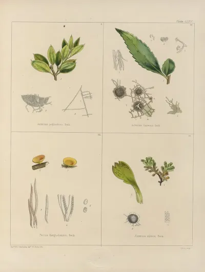 Cryptogamic Botany Of The Antarctic Voyage Of H M Discovery Ships Erebus And Terror In The Years 1839 Pl 38