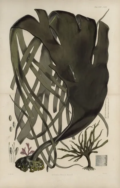 Cryptogamic Botany Of The Antarctic Voyage Of H M Discovery Ships Erebus And Terror In The Years 1839 Pl 39