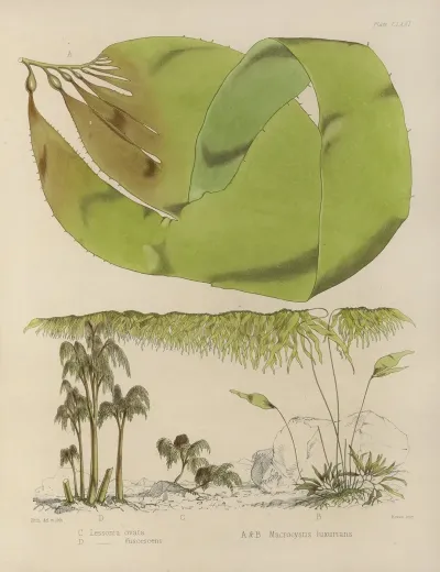 Cryptogamic Botany Of The Antarctic Voyage Of H M Discovery Ships Erebus And Terror In The Years 1839 Pl 42