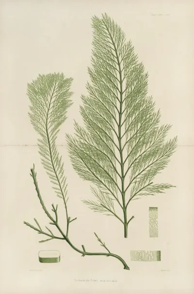 Cryptogamic Botany Of The Antarctic Voyage Of H M Discovery Ships Erebus And Terror In The Years 1839 Pl 43