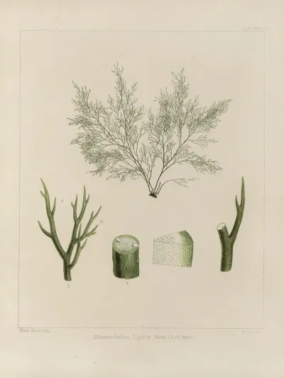Cryptogamic Botany Of The Antarctic Voyage Of H M Discovery Ships Erebus And Terror In The Years 1839 Pl 44