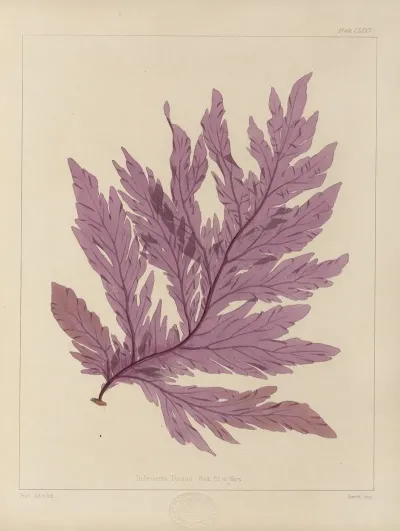 Cryptogamic Botany Of The Antarctic Voyage Of H M Discovery Ships Erebus And Terror In The Years 1839 Pl 45
