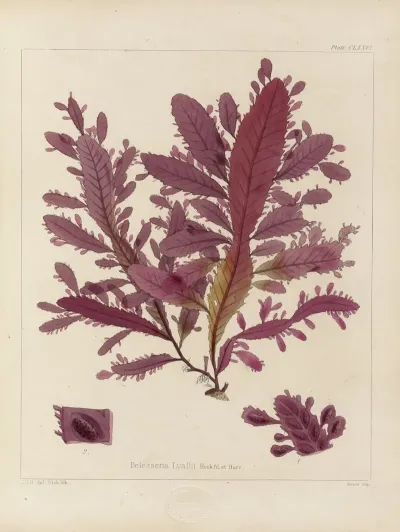 Cryptogamic Botany Of The Antarctic Voyage Of H M Discovery Ships Erebus And Terror In The Years 1839 Pl 46