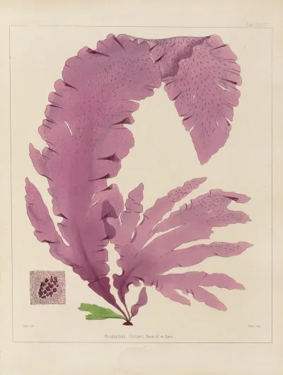 Cryptogamic Botany Of The Antarctic Voyage Of H M Discovery Ships Erebus And Terror In The Years 1839 Pl 47