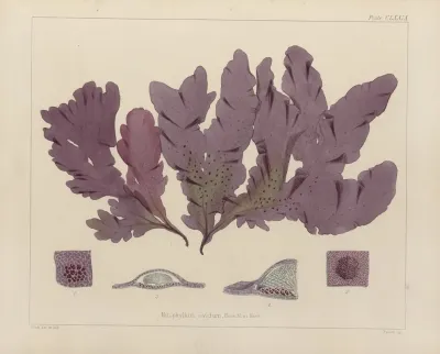 Cryptogamic Botany Of The Antarctic Voyage Of H M Discovery Ships Erebus And Terror In The Years 1839 Pl 49
