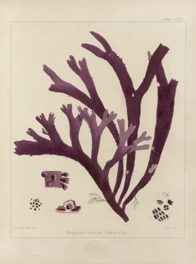 Cryptogamic Botany Of The Antarctic Voyage Of H M Discovery Ships Erebus And Terror In The Years 1839 Pl 50