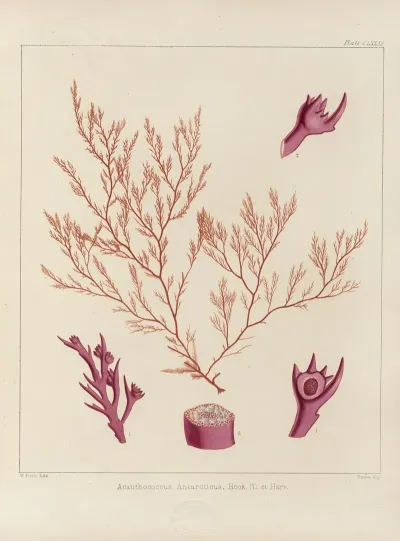 Cryptogamic Botany Of The Antarctic Voyage Of H M Discovery Ships Erebus And Terror In The Years 1839 Pl 51
