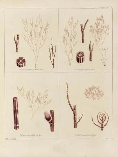 Cryptogamic Botany Of The Antarctic Voyage Of H M Discovery Ships Erebus And Terror In The Years 1839 Pl 52