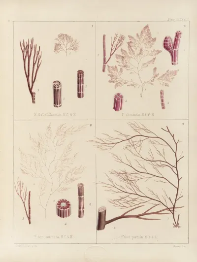 Cryptogamic Botany Of The Antarctic Voyage Of H M Discovery Ships Erebus And Terror In The Years 1839 Pl 53