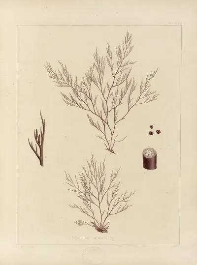 Cryptogamic Botany Of The Antarctic Voyage Of H M Discovery Ships Erebus And Terror In The Years 1839 Pl 54