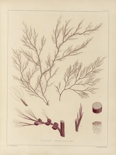 Cryptogamic Botany Of The Antarctic Voyage Of H M Discovery Ships Erebus And Terror In The Years 1839 Pl 55