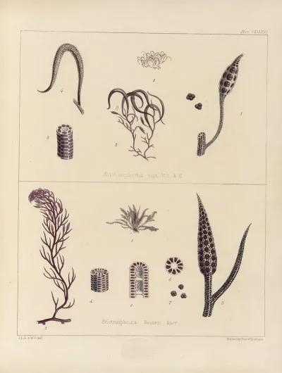 Cryptogamic Botany Of The Antarctic Voyage Of H M Discovery Ships Erebus And Terror In The Years 1839 Pl 56
