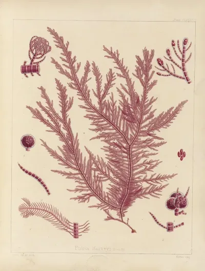 Cryptogamic Botany Of The Antarctic Voyage Of H M Discovery Ships Erebus And Terror In The Years 1839 Pl 57