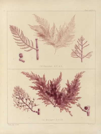 Cryptogamic Botany Of The Antarctic Voyage Of H M Discovery Ships Erebus And Terror In The Years 1839 Pl 58