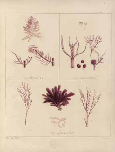 Cryptogamic Botany Of The Antarctic Voyage Of H M Discovery Ships Erebus And Terror In The Years 1839 Pl 59