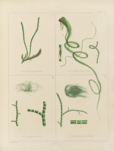 Cryptogamic Botany Of The Antarctic Voyage Of H M Discovery Ships Erebus And Terror In The Years 1839 Pl 62