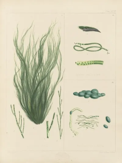 Cryptogamic Botany Of The Antarctic Voyage Of H M Discovery Ships Erebus And Terror In The Years 1839 Pl 63