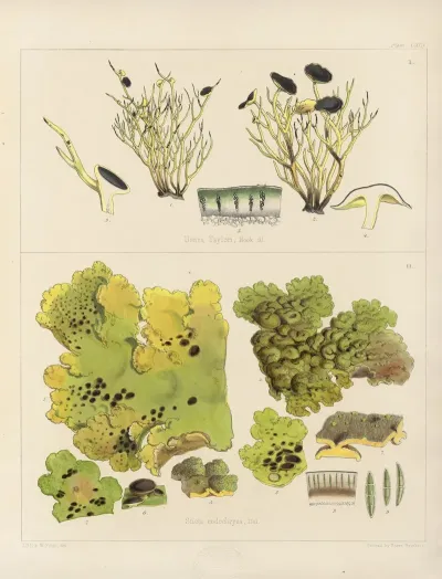 Cryptogamic Botany Of The Antarctic Voyage Of H M Discovery Ships Erebus And Terror In The Years 1839 Pl 65