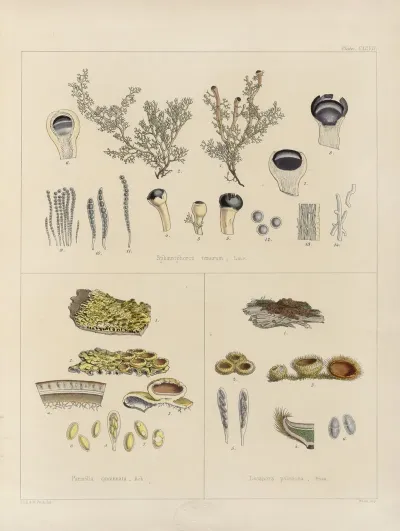 Cryptogamic Botany Of The Antarctic Voyage Of H M Discovery Ships Erebus And Terror In The Years 1839 Pl 67