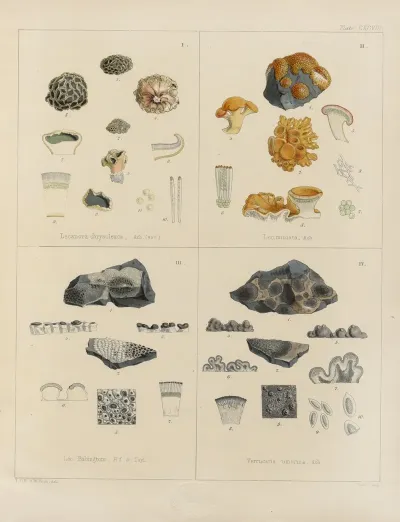 Cryptogamic Botany Of The Antarctic Voyage Of H M Discovery Ships Erebus And Terror In The Years 1839 Pl 68