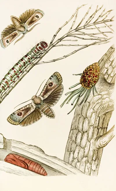 Cryptophasa Irrorata