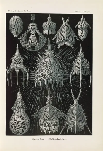 Crytoidea Flaschenstrahlinge