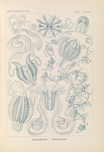 Ctenophorae Kammquallen
