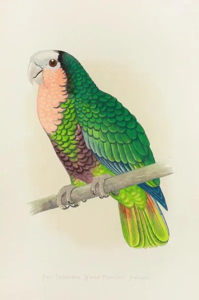 Cuban Parrot Or Red Throated White Headed Amazon