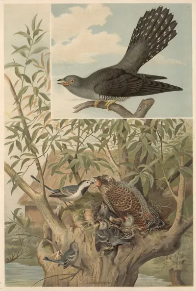 Cuckoo 3
