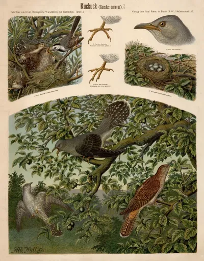 Cuckoo Cuculus Canorus
