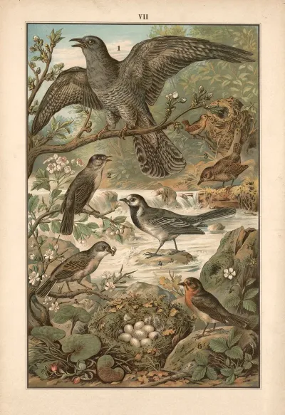 Cuckoo Wren Wagtail Grass Wren And Redstart