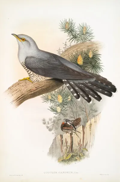 Cuculus Canorus Cuckoo