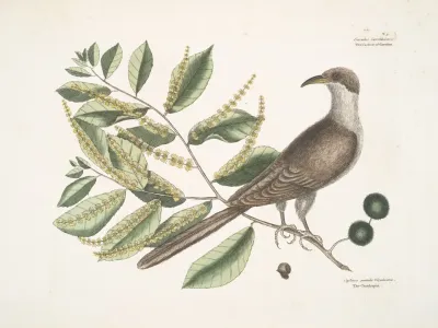 Cuculus Caroliniensis The Cockow Of Carolina Castinea Castanea Pumila Virginiana