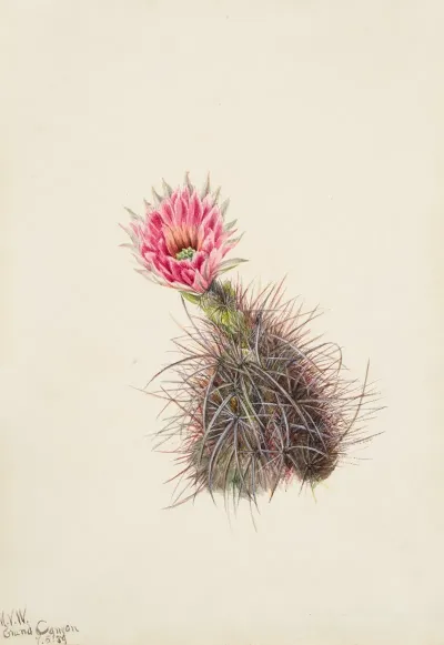 Cucumber Cactus