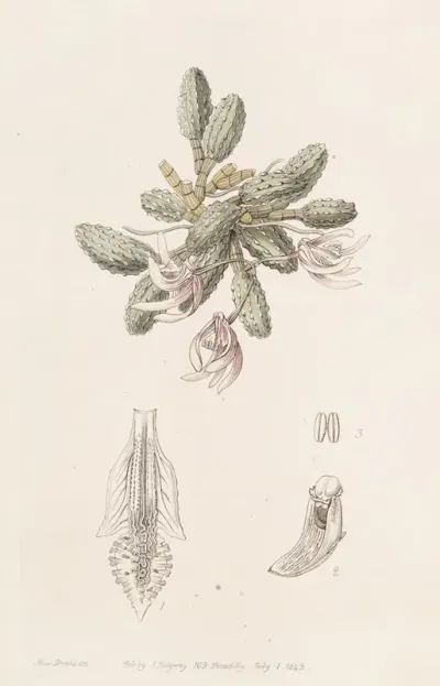 Cucumber Dendrobium