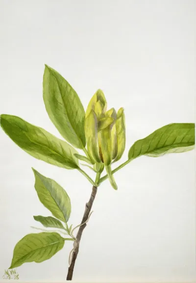 Cucumber Tree Magnolia Scuminata