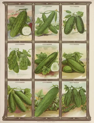 Cucumbers 2