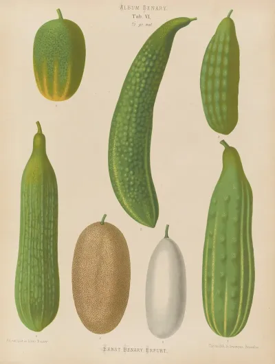 Cucumbers