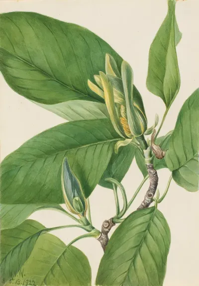Cucumbertree Magnolia Acuminata 2