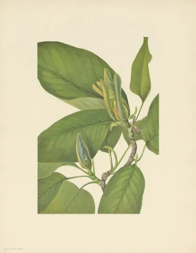 Cucumbertree Magnolia Acuminata 3