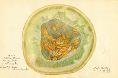 Cucumis Melo Antibes Green