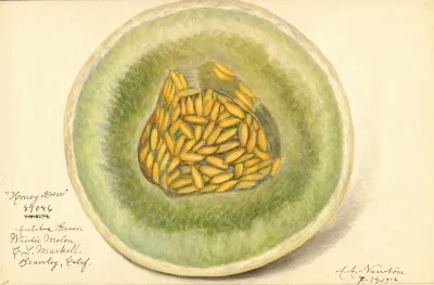 Cucumis Melo Honey Dew