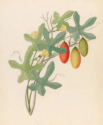 Cucumis Melothria Pendula Coccinea Quinqueloba