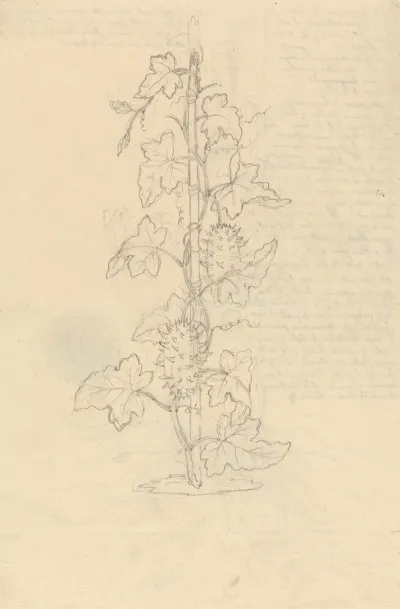 Cucumis Metuliferus